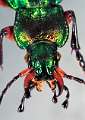 Carabus auratus 2